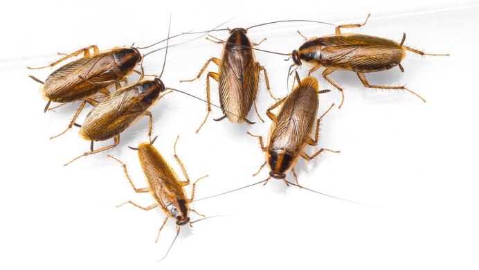 Суринамский таракан Pycnoscelus surinamensis