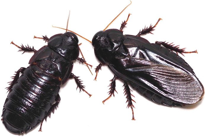 Рыжий таракан Blattella Germanica