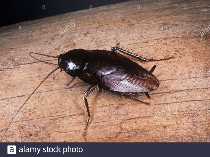 Periplaneta fuliginosa