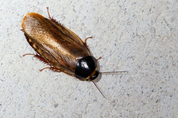 Pycnoscelus surinamensis