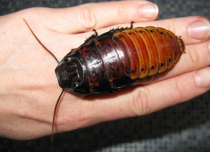Американский (Periplaneta Americana)