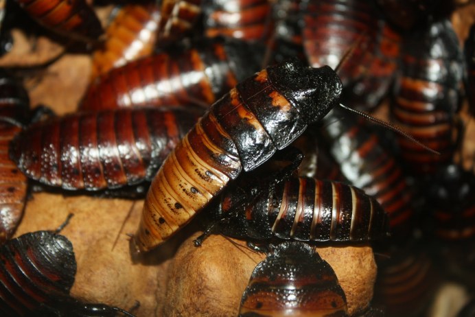 Таракан черный (Blatta orientalis)