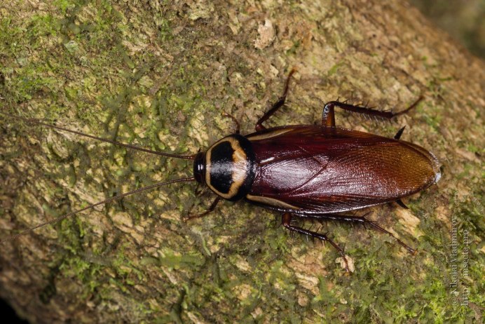 Periplaneta australasiae