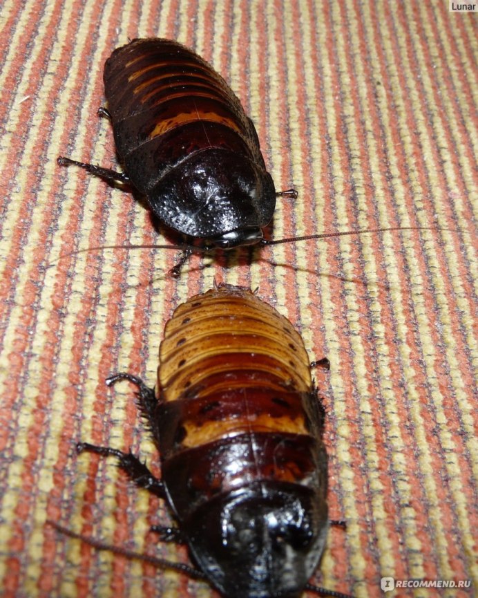 Salganea taiwanensis