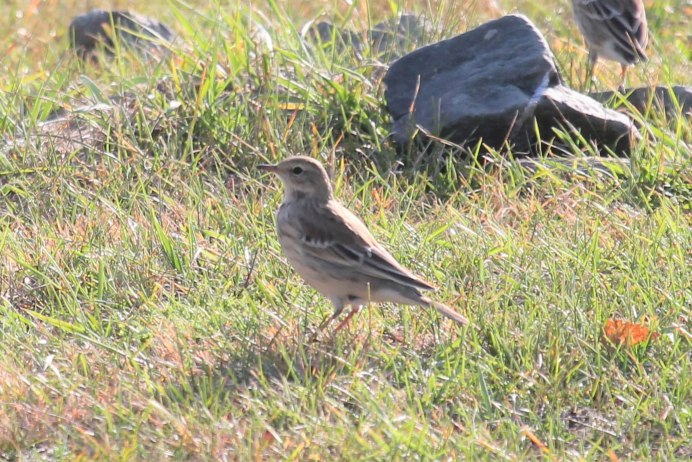Дрозд на Кубани