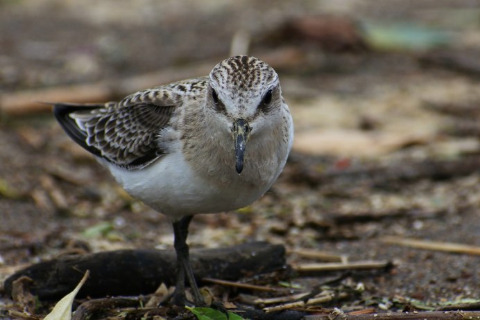 Чернозобик (Calidris Alpina) Dunlin