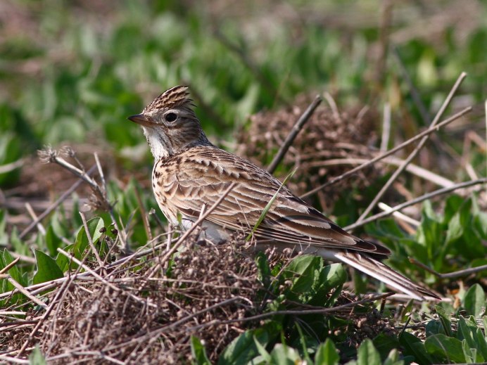 Зуёк, ржанка