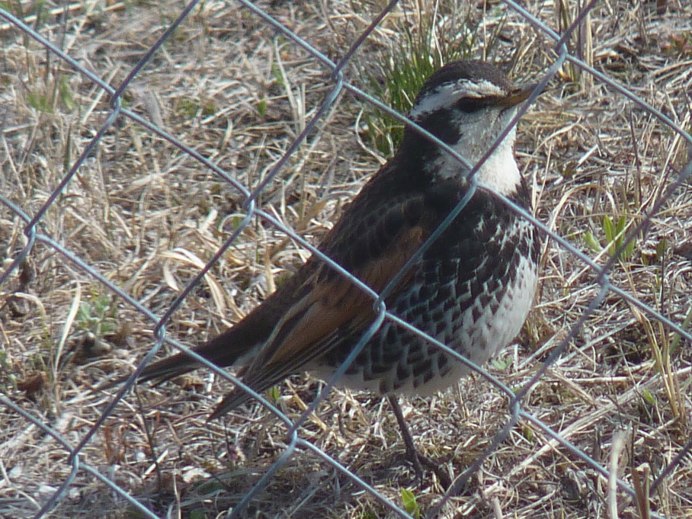 Американская ржанка