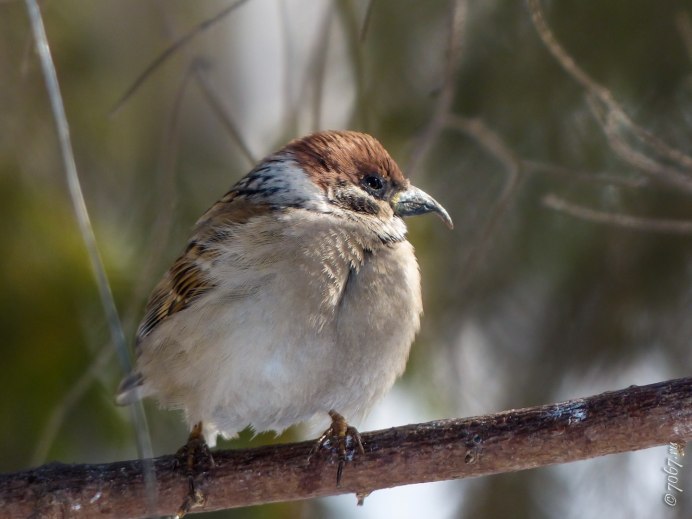 Кулик Бекас
