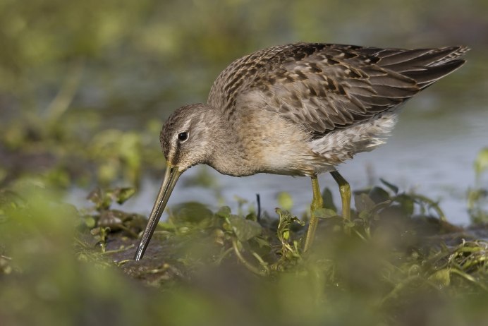 Дутыш (Calidris melanotos)