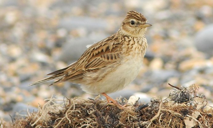Пуночка Plectrophenax nivalis