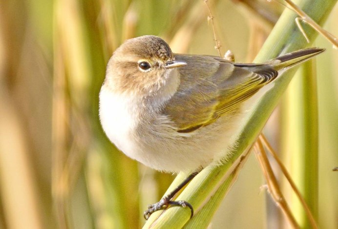 Птицы Южного Урала зима Перелетная