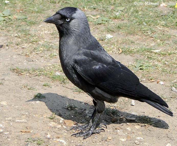 Кулик длинноклювый