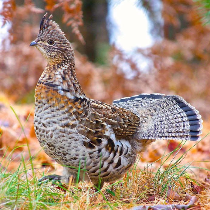 Otis tarda птица