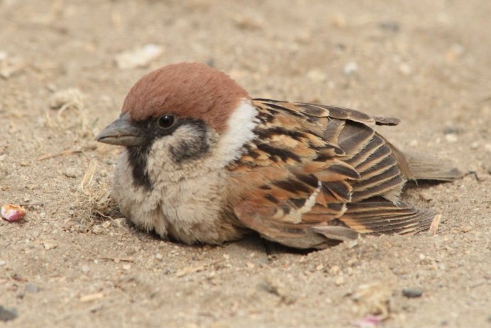 Розовый танагровый певун / Cardellina versicolor