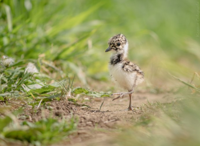 Мухоловка Коноплянка горихвостка