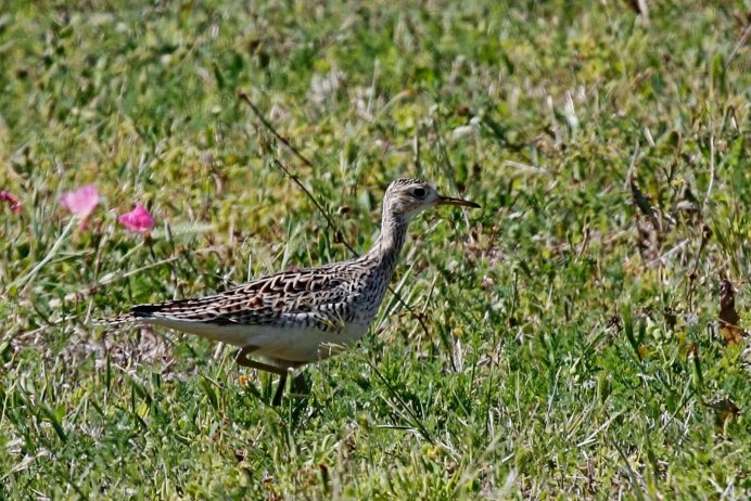 Обыкновенная Каменка в полете