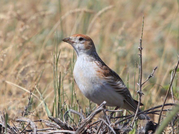 Лесной Дрозд