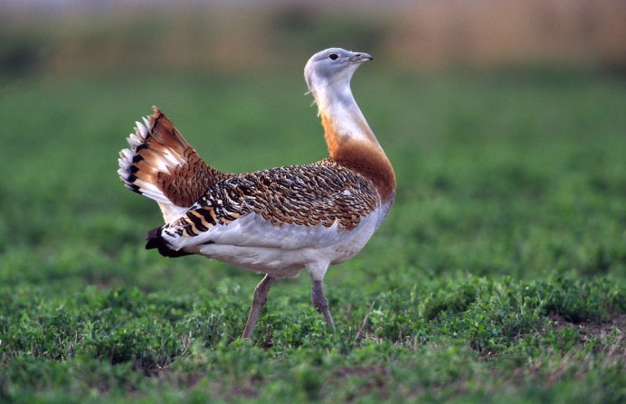 Воробей горихвостки птенец