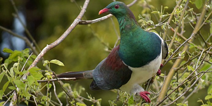 Трава зеленела птички пели
