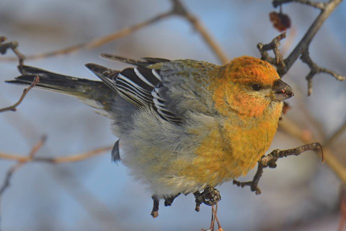 Галка птица