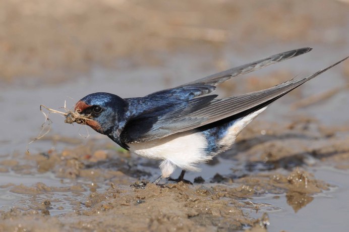 Акации и птицы