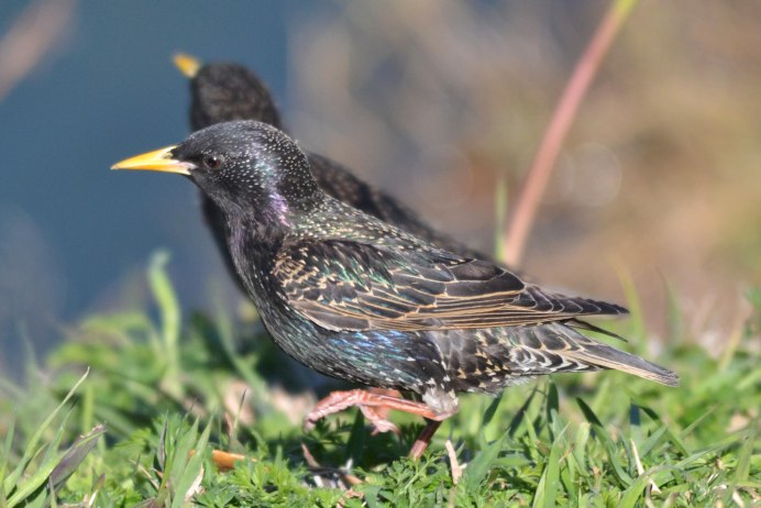 Обыкновенный скворец (Sturnus vulgaris)