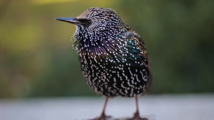 Scared Bird