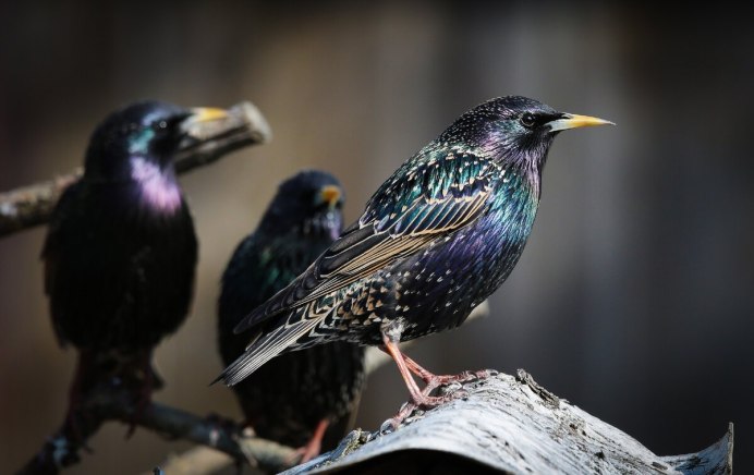Обыкновенный скворец (Sturnus vulgaris)