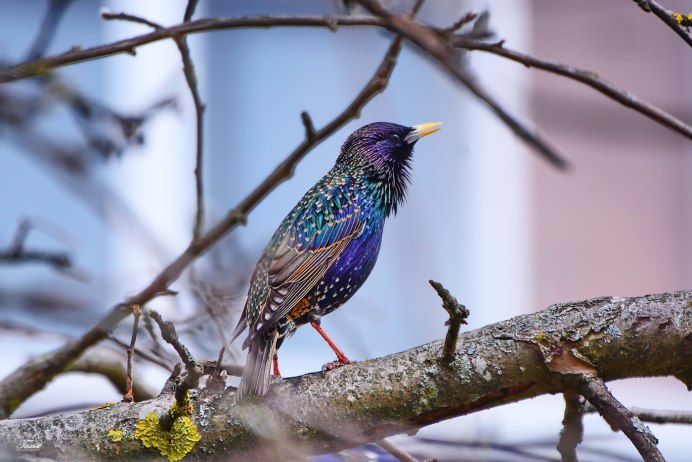 Sturnus vulgaris
