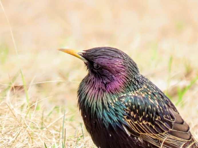 Starling Bird