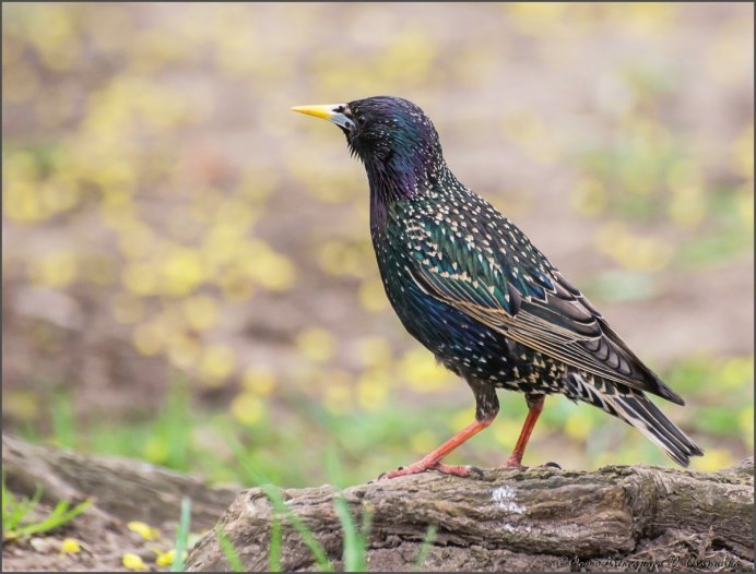 Обыкновенный скворец (Sturnus vulgaris)