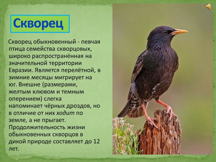 Птицы Израиля скворец