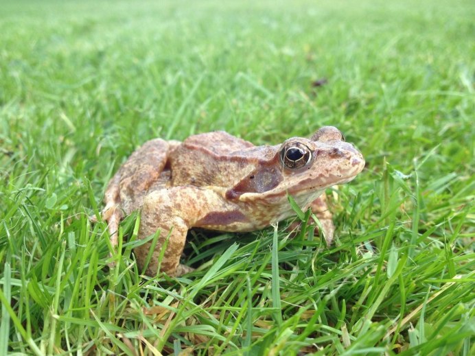 Амфибии toad
