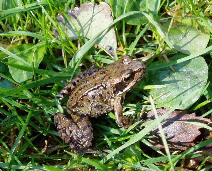 Травяная лягушка (Rana temporaria Linnaeus)