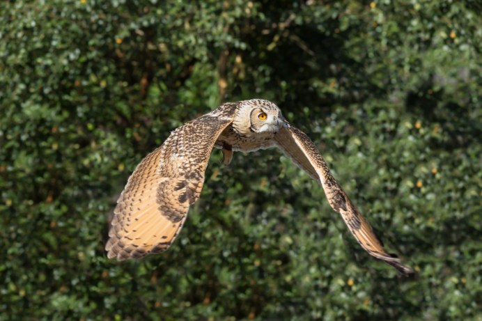 Great eared Nightjar