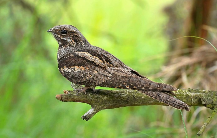 Козодой – Caprimulgus europaeus полевые признаки