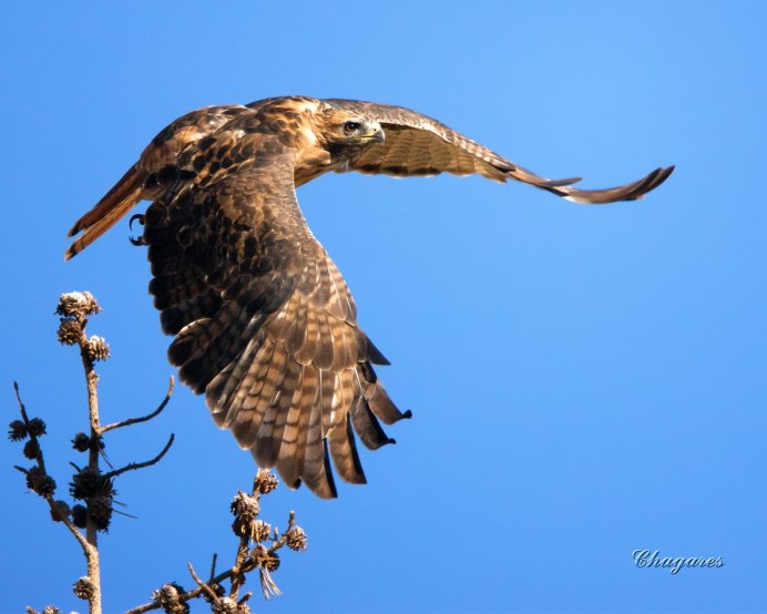Rufous Potoo