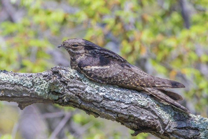 Caprimulgus europaeus Tattoo