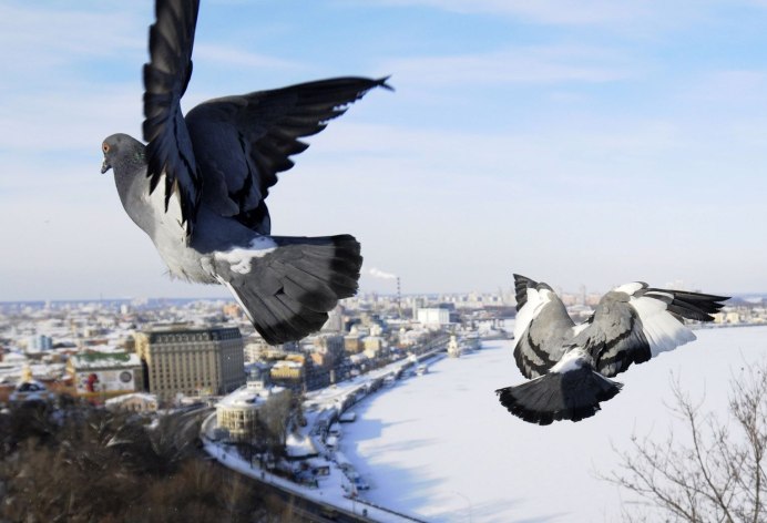 Стая голубей