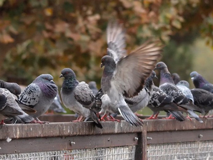 Angry Pigeon