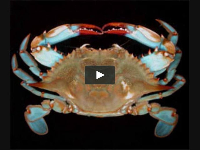 Callinectes sapidus