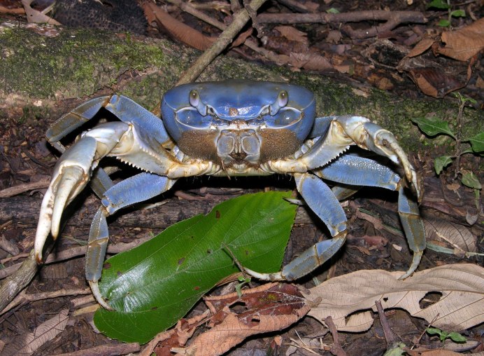 Краб синий живой