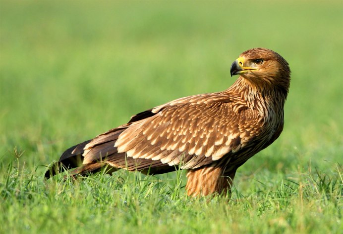 Орлан-белохвост Haliaeetus albicilla