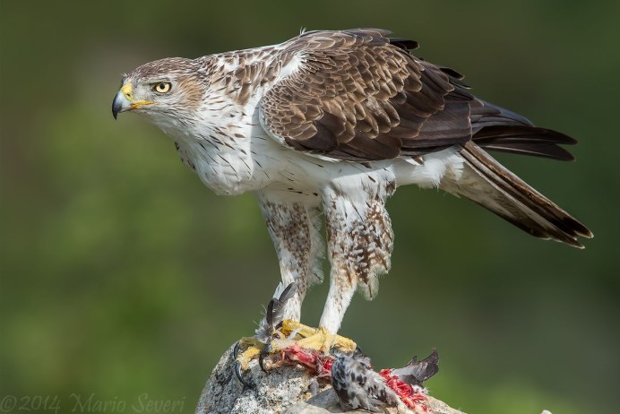 Орёл-карлик (Aquila pennata)