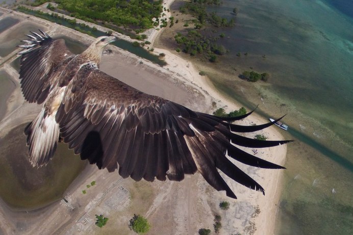 Stephanoaetus coronatus