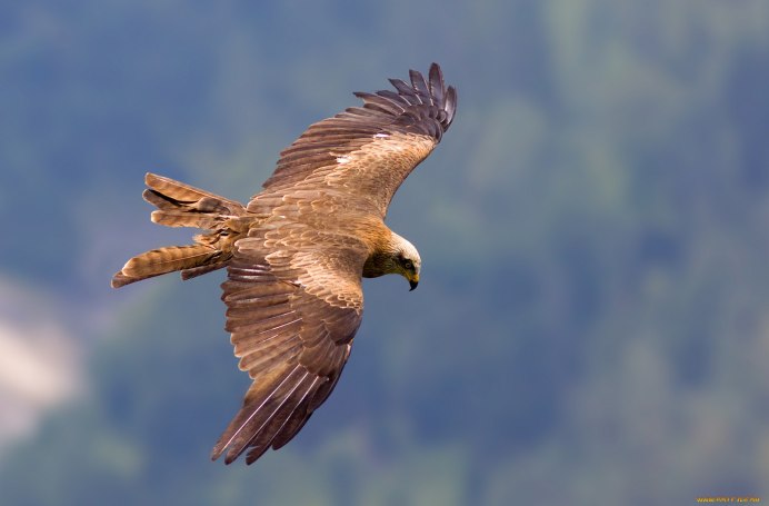 Черный Коршун Milvus Migrans