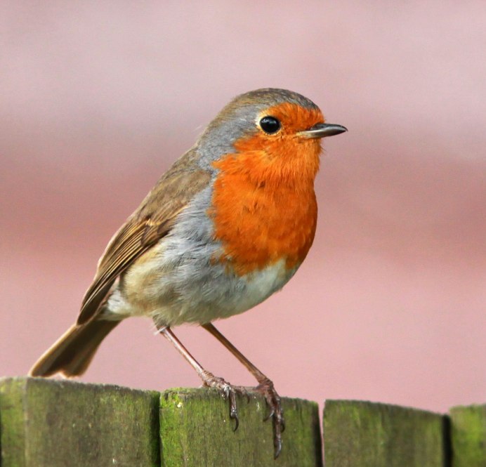 Robin Redbreast птица