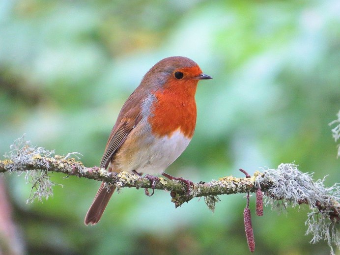Robin Redbreast птица