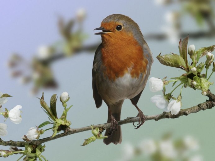 Индийский Соловей птица